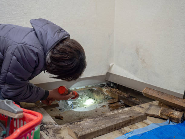Best Water Damage & Mold Remediation  in Watkinsville, GA